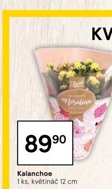 Kalanchoe - Kolopejka