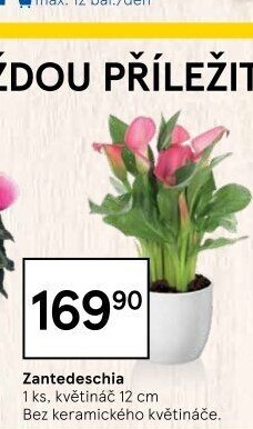 Zantedeschia - Kornoutovka