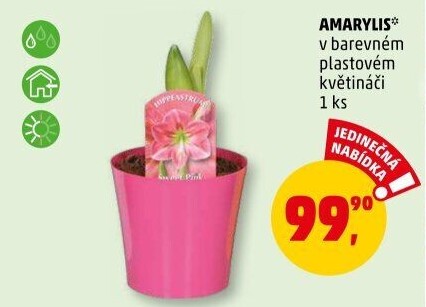 Amarylis - Hvězdník