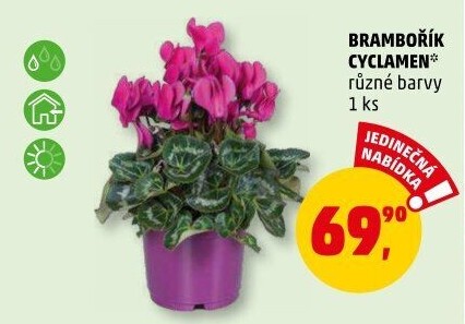 Cyclamen - Brambořík