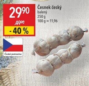 Česnek český