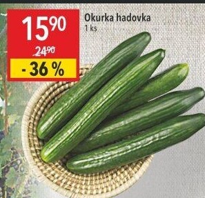 Okurka hadovka