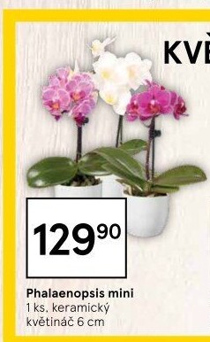 Orchidej