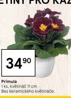 Primule - Petrklíč - Prvosenka