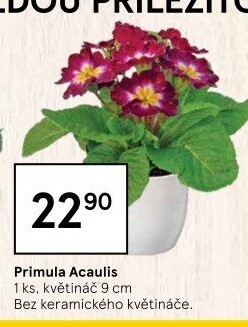 Primule - Petrklíč - Prvosenka
