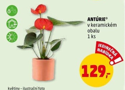 Anturie