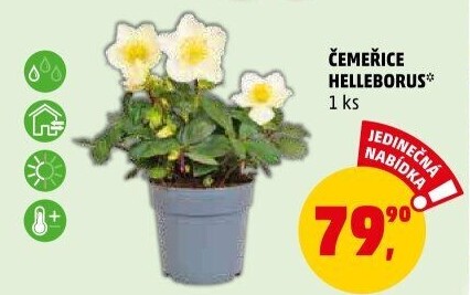 Čemeřice