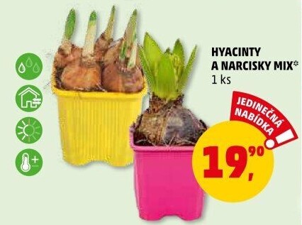 Hyacint