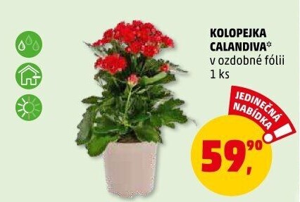 Kalanchoe - Kolopejka