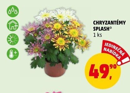 Chrysanthemum - Chryzantéma