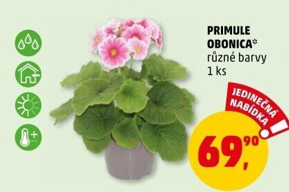 Primule - Petrklíč - Prvosenka