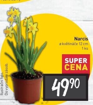 Narcisky