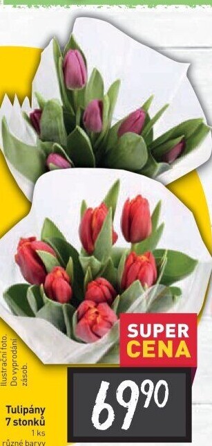 Řezané tulipány
