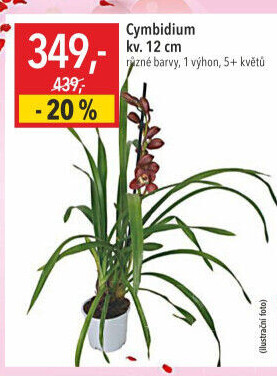 Orchidej