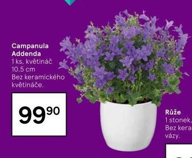 Campanula - Zvonek