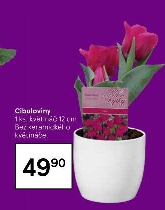 Cibulkové květiny