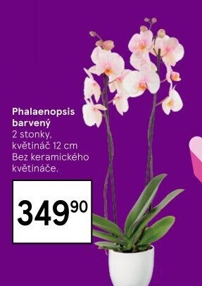 Orchidej