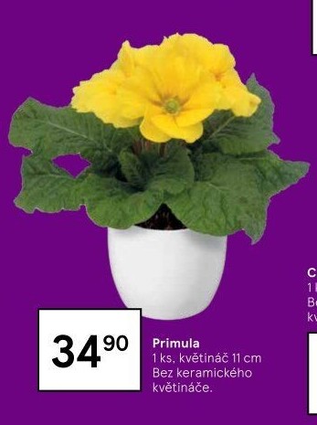 Primule - Petrklíč - Prvosenka