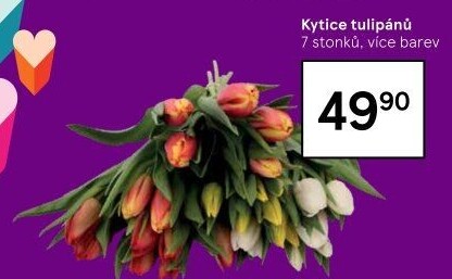 Řezané tulipány