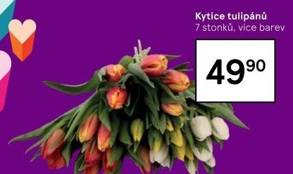 Řezané tulipány