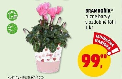 Cyclamen - Brambořík