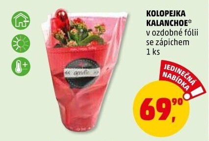 Kalanchoe - Kolopejka