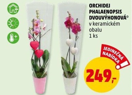 Orchidej