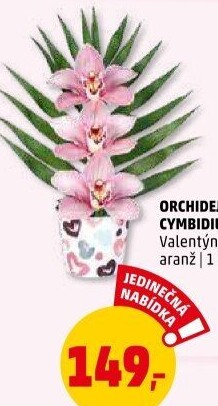 Orchidej
