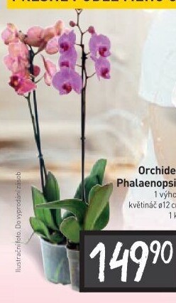 Orchidej