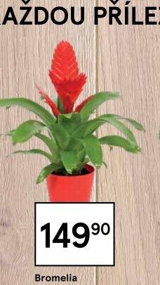 Bromelia