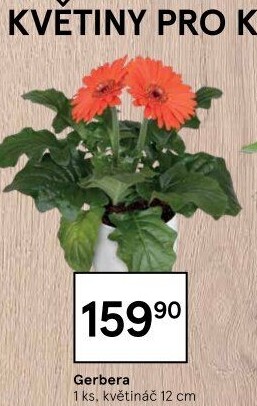 Gerbera