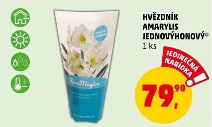 Amarylis - Hvězdník