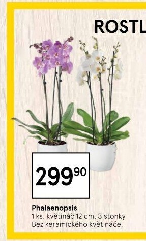 Orchidej