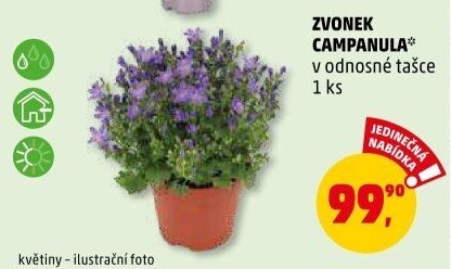 Campanula - Zvonek