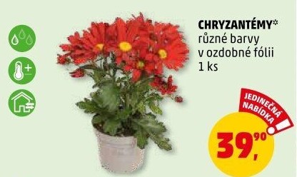 Chrysanthemum - Chryzantéma