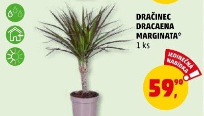 Dracena