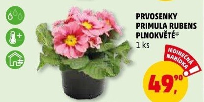 Primule - Petrklíč - Prvosenka