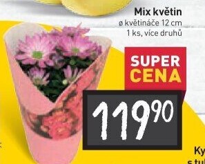 Mix kvetoucích rostlin