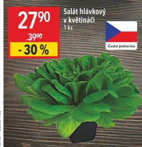 Salát hlávkový
