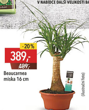 Beaucarnea - Sloní noha