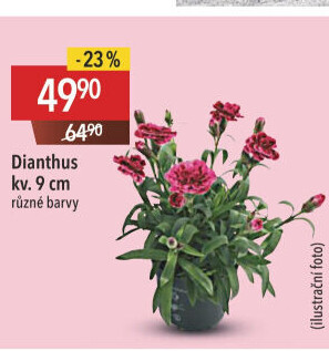 Dianthus - Hvozdík