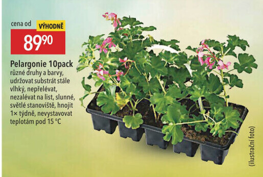 Muškáty / Pelargonie