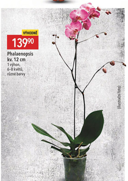 Orchidej
