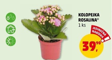 Kalanchoe - Kolopejka