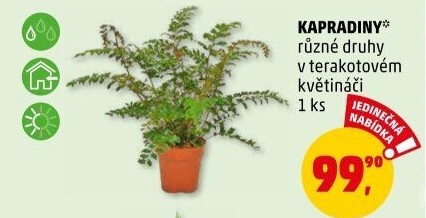 Kapradina