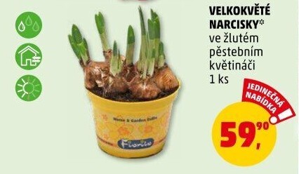 Narcisky