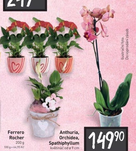 Anthurium - Toulitka