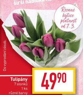 Řezané tulipány