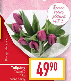 Řezané tulipány
