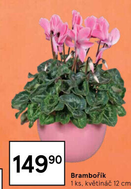 Cyclamen - Brambořík